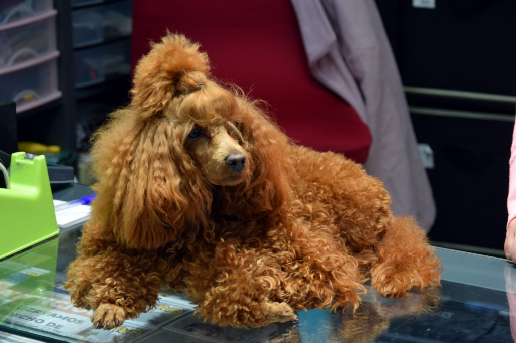 Foto: Belleza canina - Almuñecar (Granada), España