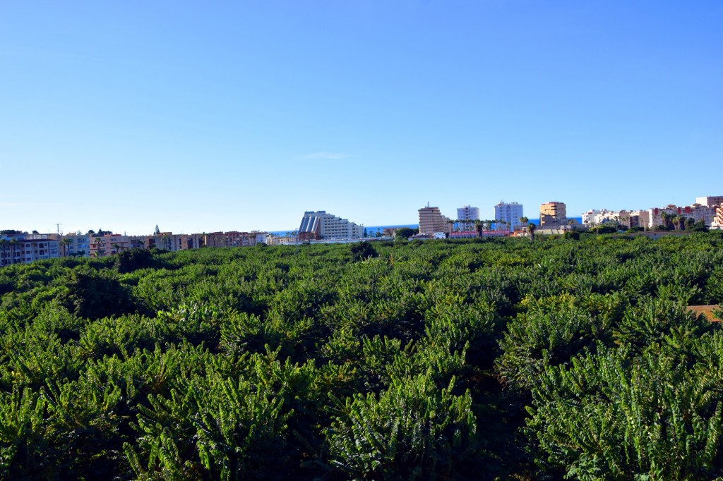 Foto: Plantación de fruta tropical - Almuñecar (Granada), España