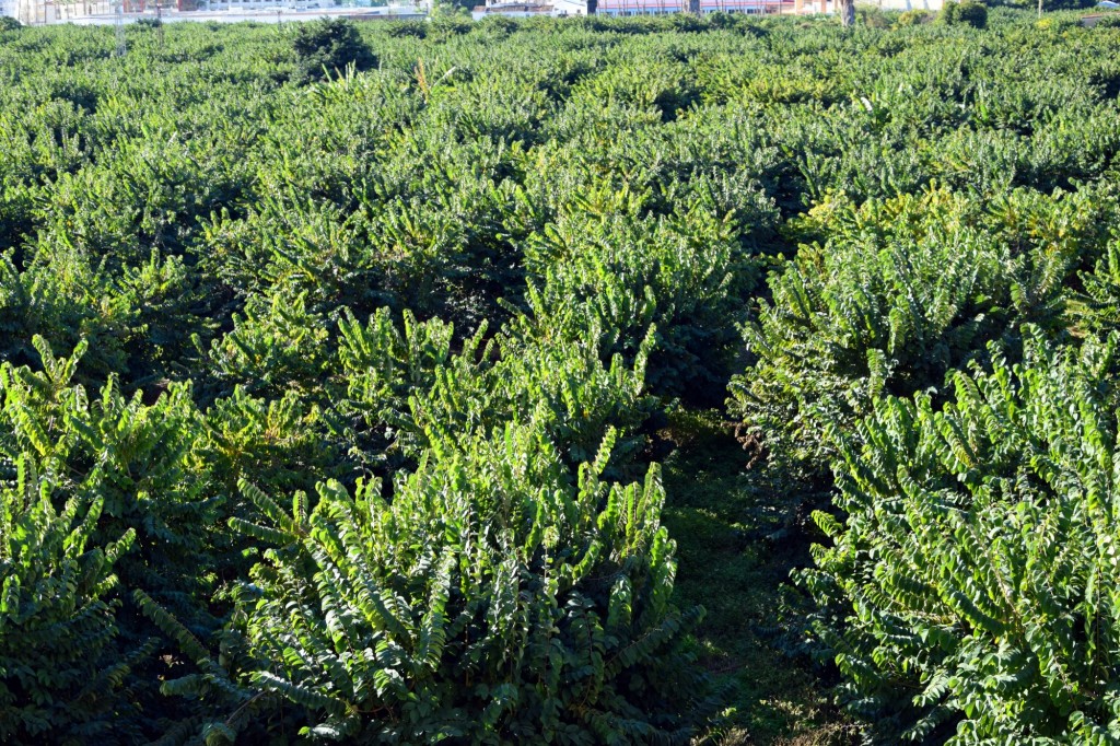 Foto: Aguacates y Chirimoyas - Almuñecar (Granada), España