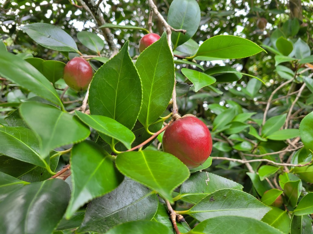 Foto: Pazo de O Faramello - O Faramello (A Coruña), España