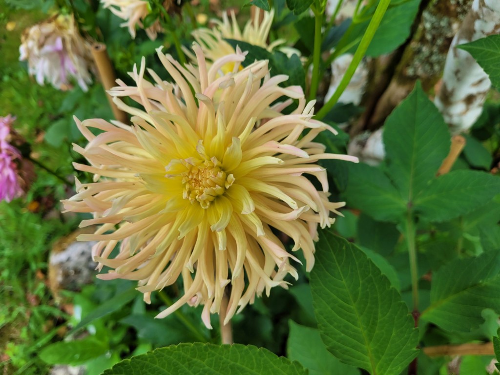 Foto: Pazo de O Faramello - O Faramello (A Coruña), España