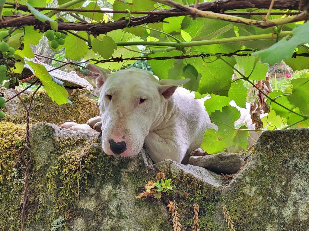 Foto: Pazo de O Faramello - O Faramello (A Coruña), España