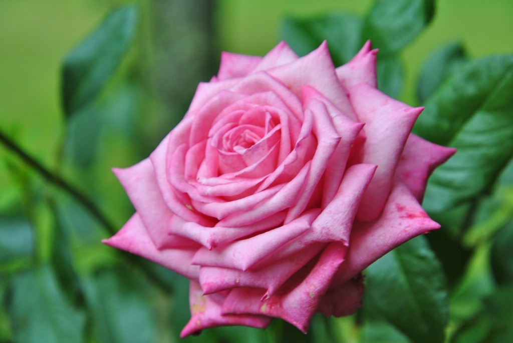 Foto: Pazo de O Faramello - O Faramello (A Coruña), España