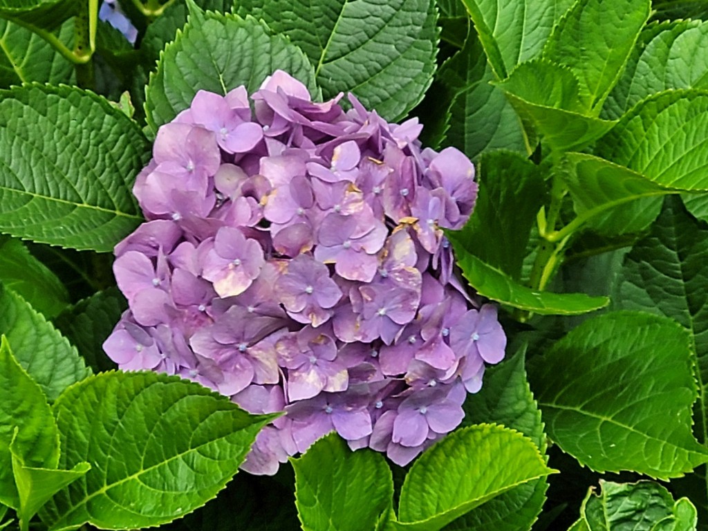 Foto: Pazo de O Faramello - O Faramello (A Coruña), España