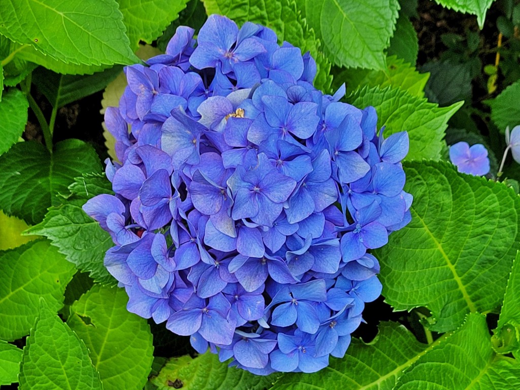 Foto: Pazo de O Faramello - O Faramello (A Coruña), España