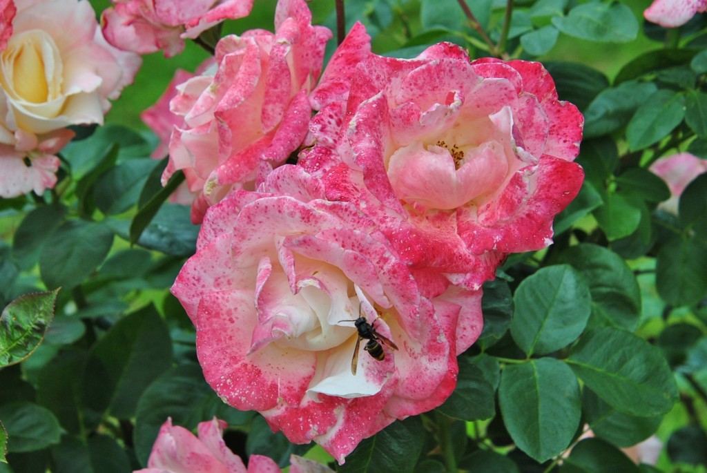 Foto: Pazo de O Faramello - O Faramello (A Coruña), España