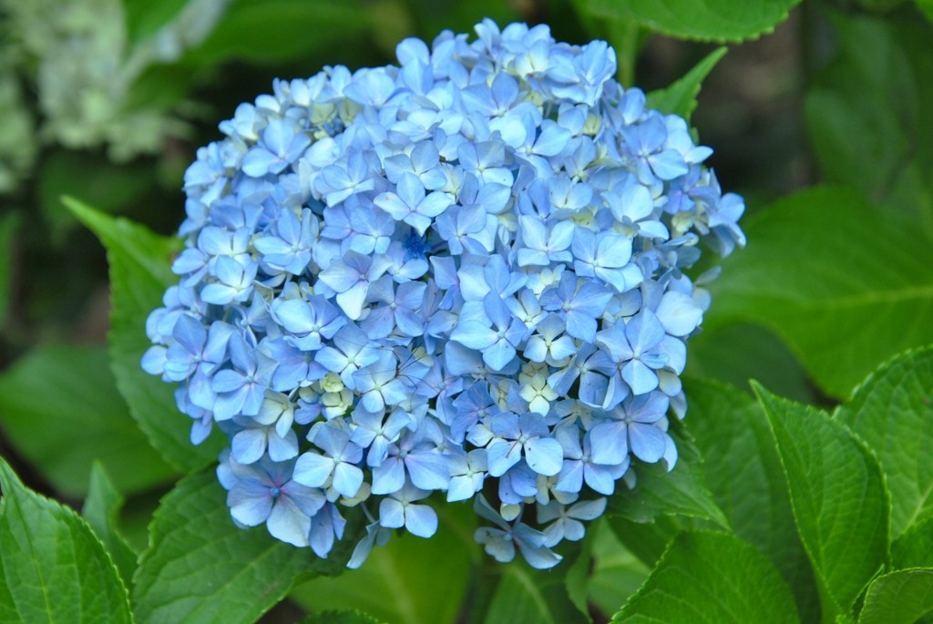 Foto: Pazo de O Faramello - O Faramello (A Coruña), España