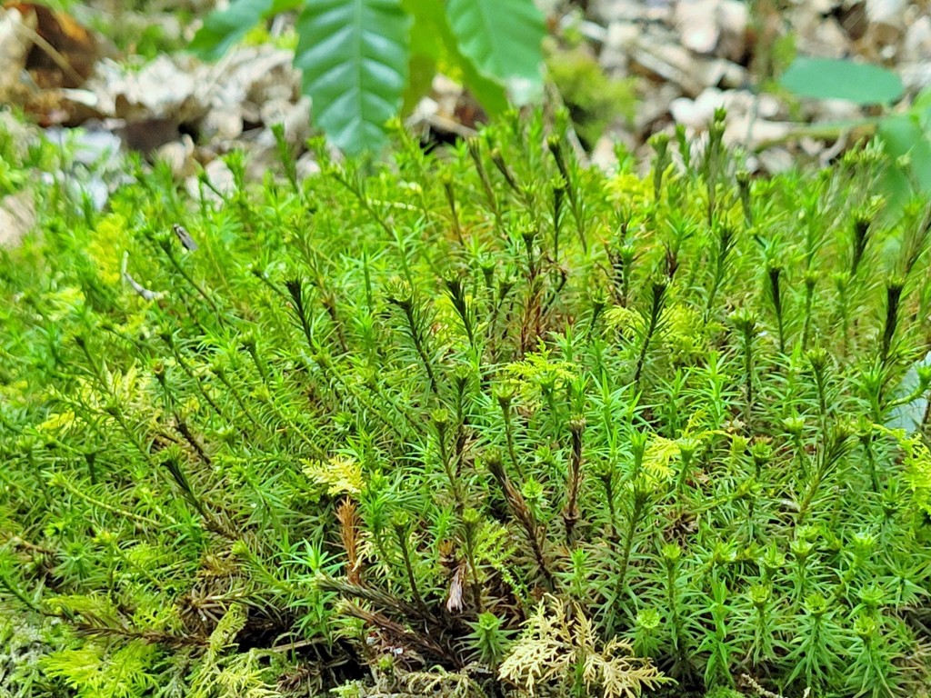 Foto: Pazo de O Faramello - O Faramello (A Coruña), España