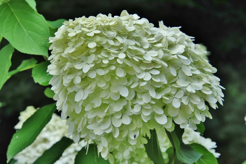 Foto: Pazo de O Faramello - O Faramello (A Coruña), España