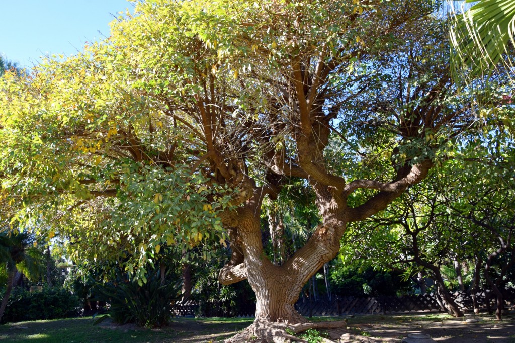 Foto de Almuñecar (Granada), España