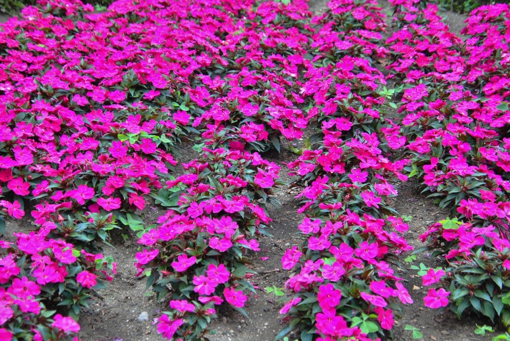 Foto: Castillo - O Rial (Pontevedra), España