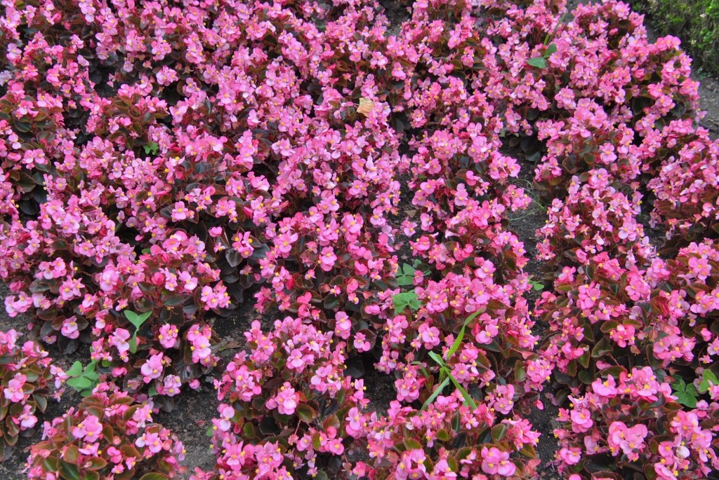 Foto: Castillo - O Rial (Pontevedra), España
