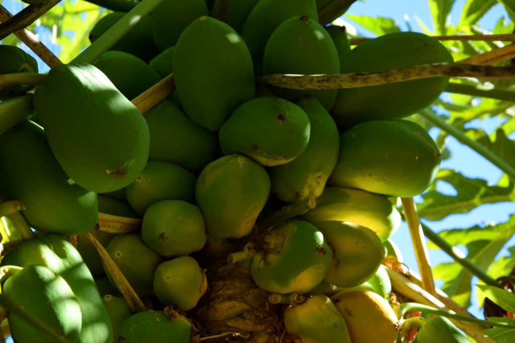 Foto de Almuñecar (Granada), España