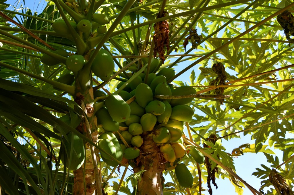 Foto de Almuñecar (Granada), España
