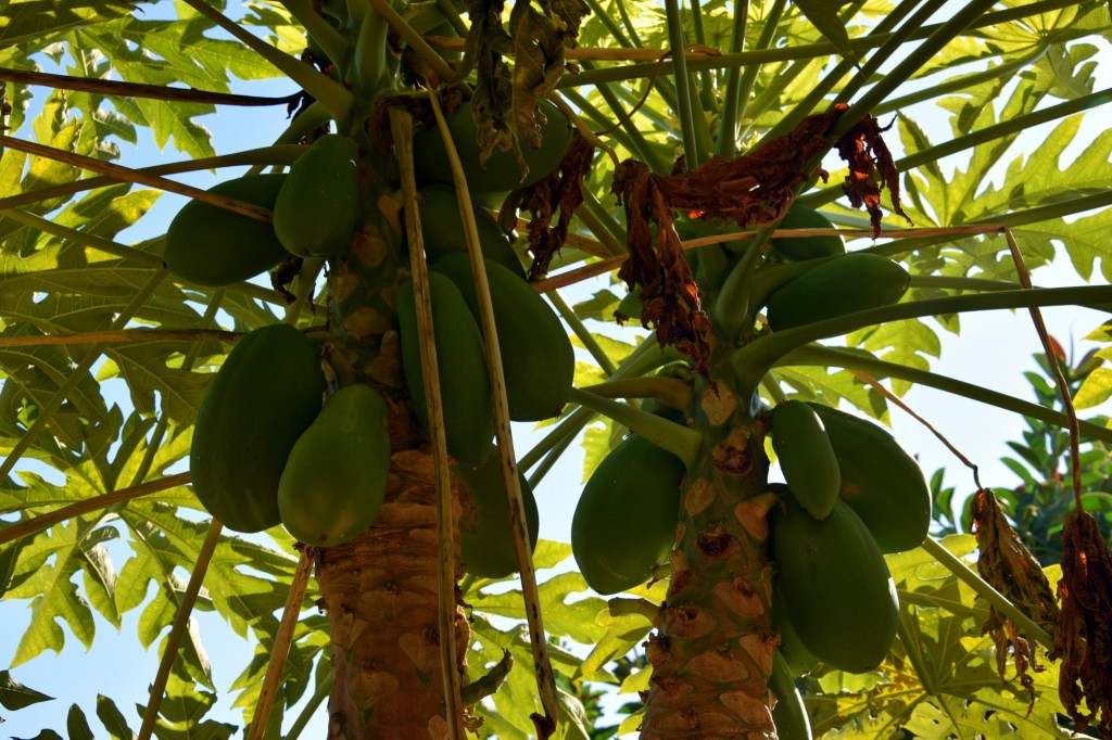 Foto de Almuñecar (Granada), España