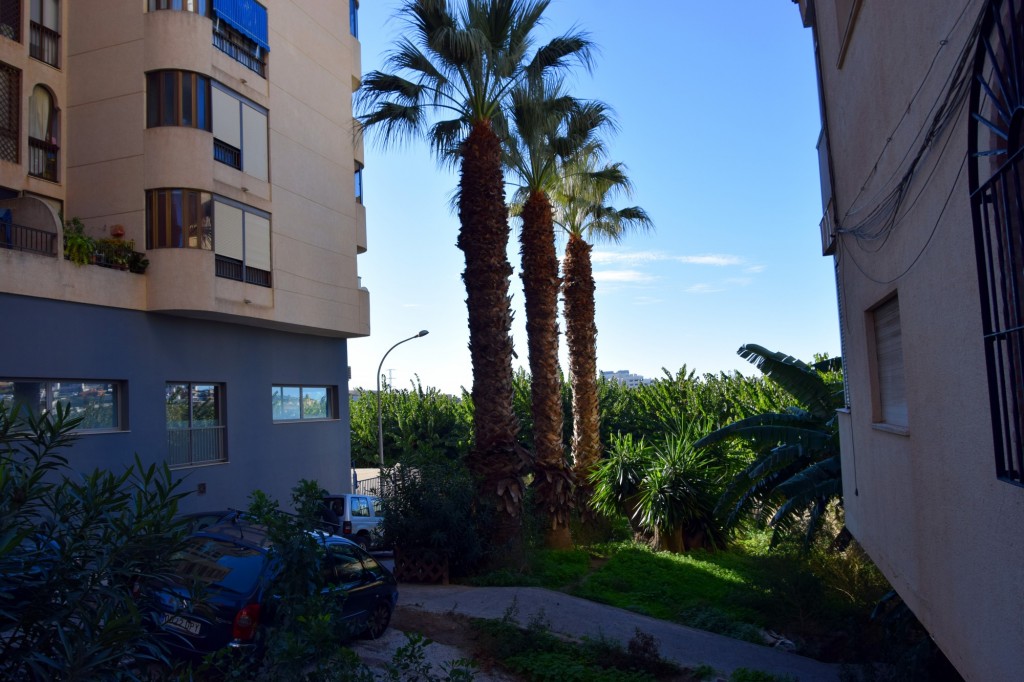 Foto: A la plantación de aguacates - Almuñecar (Granada), España