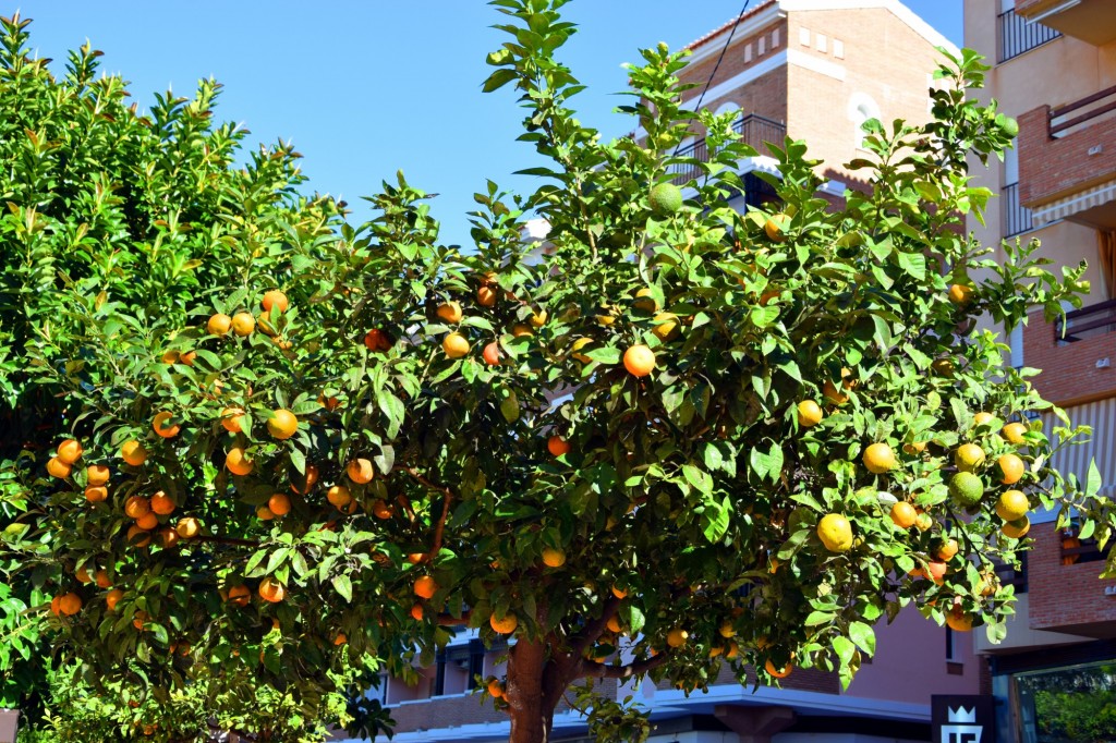 Foto de Almuñecar (Granada), España