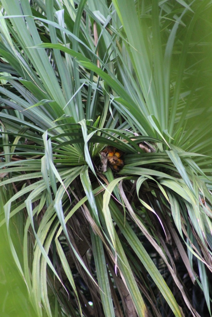 Foto de La fortuna (Alajuela), Costa Rica