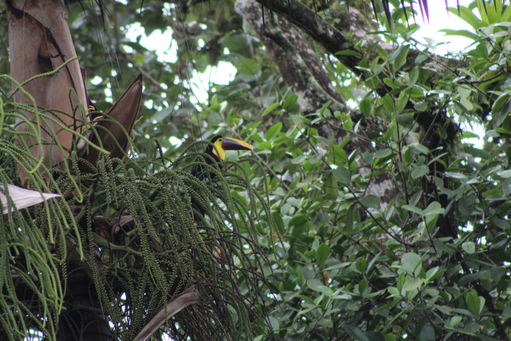 Foto de La fortuna (Alajuela), Costa Rica