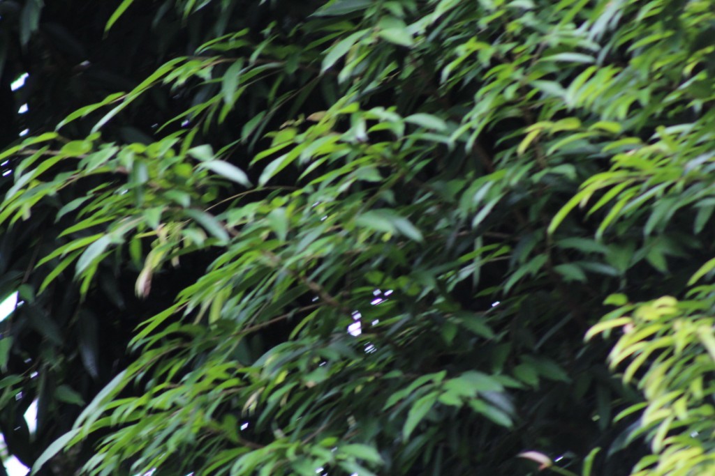 Foto de La fortuna (Alajuela), Costa Rica