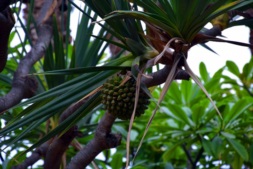 Foto de Almuñecar (Granada), España