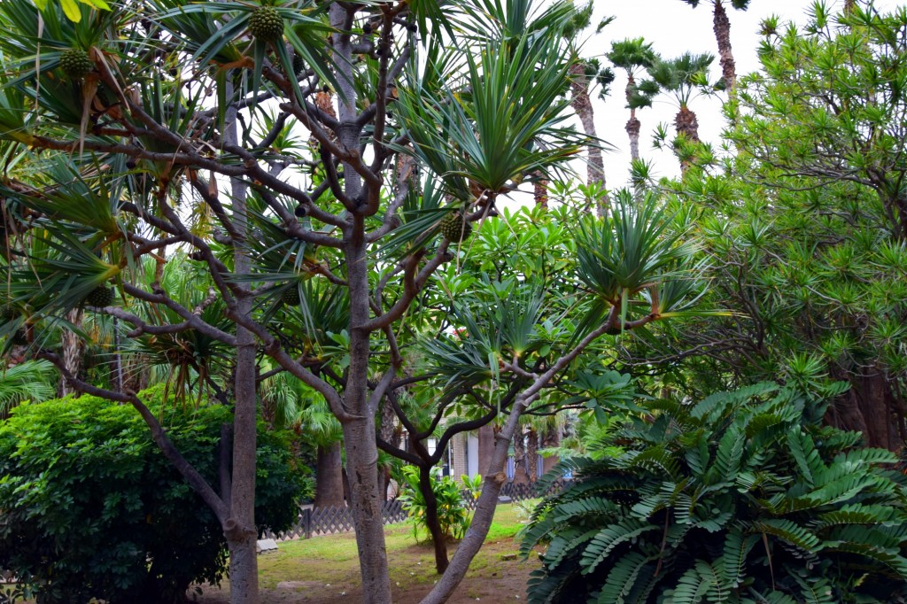 Foto de Almuñecar (Granada), España