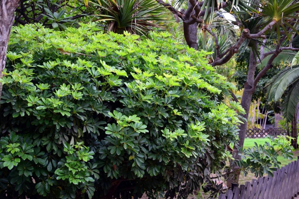 Foto: Miraguano - Thrinax Floridana , Florida, Cuba, Venezuela - Almuñecar (Granada), España