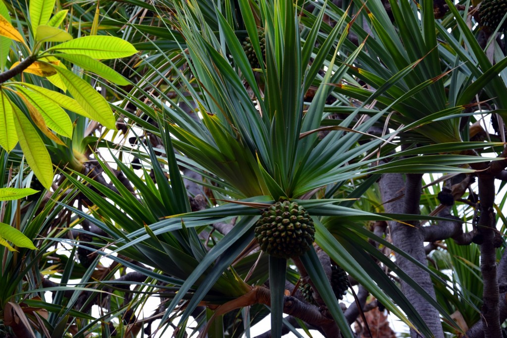 Foto de Almuñecar (Granada), España