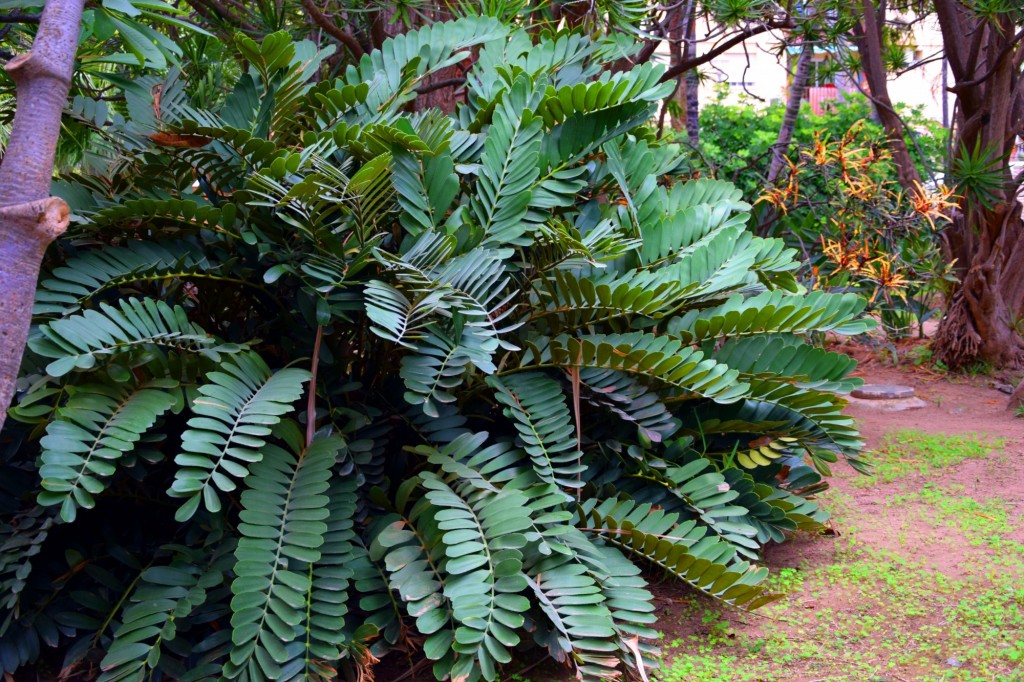 Foto: Palma tornillo - Pandanos Utilis - Madagascar - Almuñecar (Granada), España