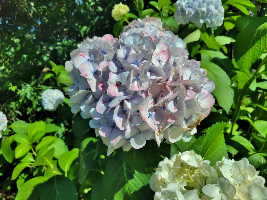 Foto: Hortensias - Baiona (Pontevedra), España