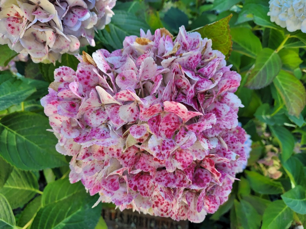 Foto: Hortensias - Baiona (Pontevedra), España