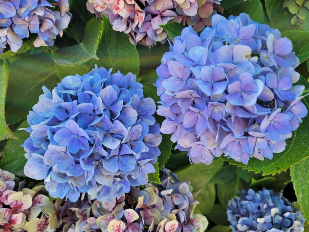 Foto: Hortensias - Baiona (Pontevedra), España