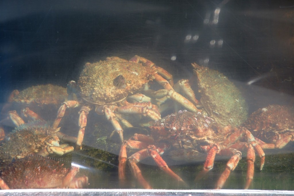 Foto: Cangrejos - Vigo (Pontevedra), España