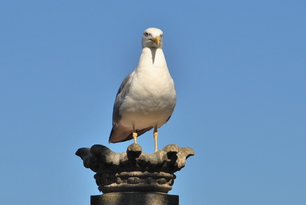 Foto: Observadora - Vigo (Pontevedra), España