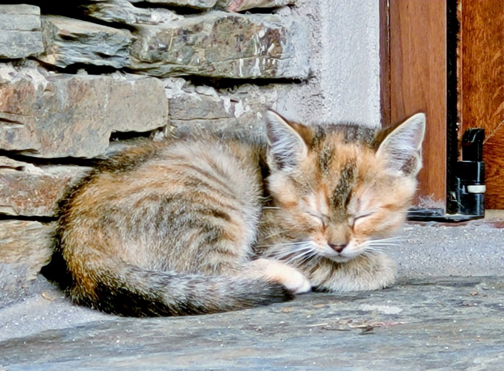 Foto: Gatito - Majaelrayo (Guadalajara), España