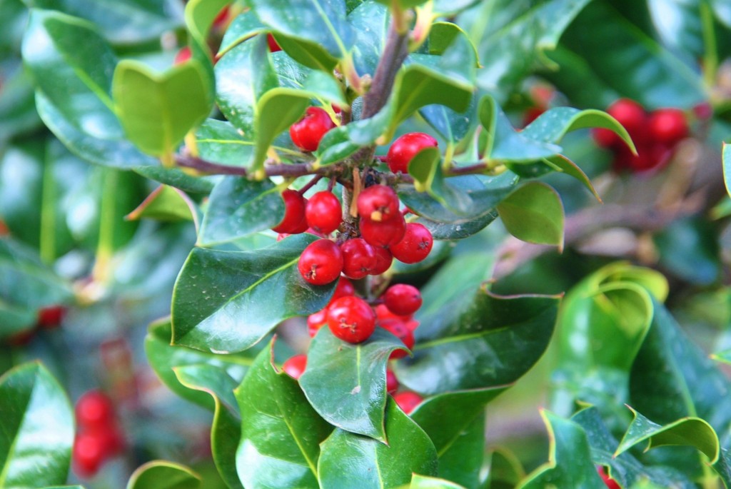 Foto: Color de la naturaleza - Majaelrayo (Guadalajara), España