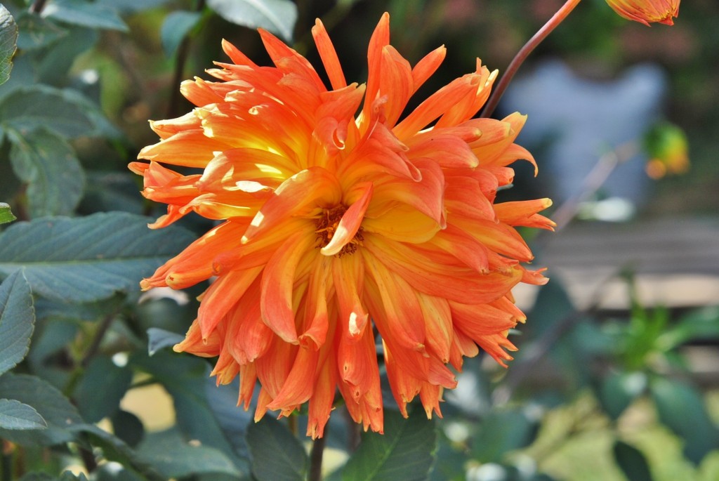 Foto: Un poco de color - Valverde de los Arroyos (Guadalajara), España