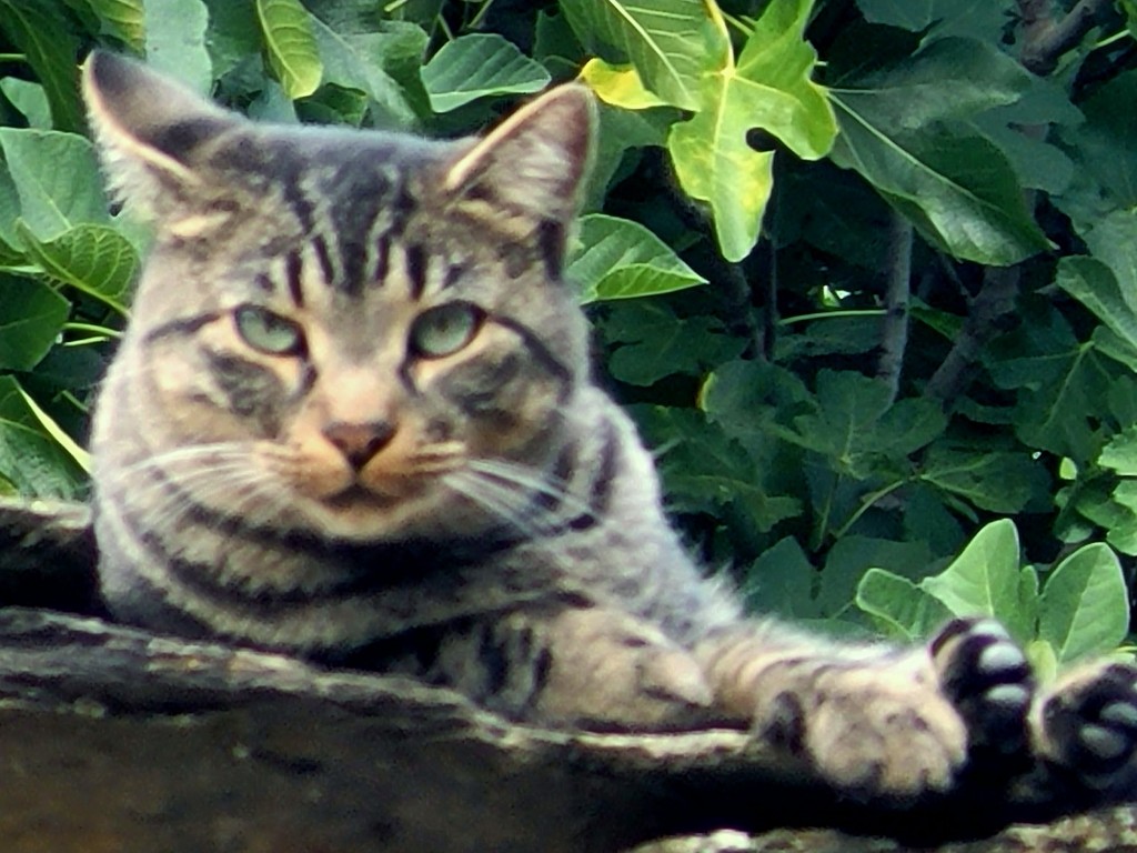 Foto: Gatito - Campillo de Ranas (Guadalajara), España
