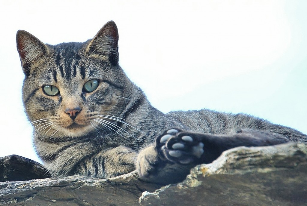 Foto: Gatito - Campillo de Ranas (Guadalajara), España