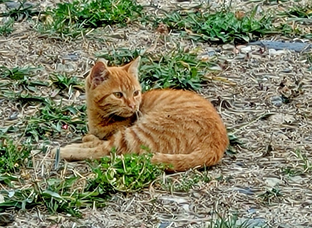 Foto: Gatito - Valverde de los Arroyos (Guadalajara), España