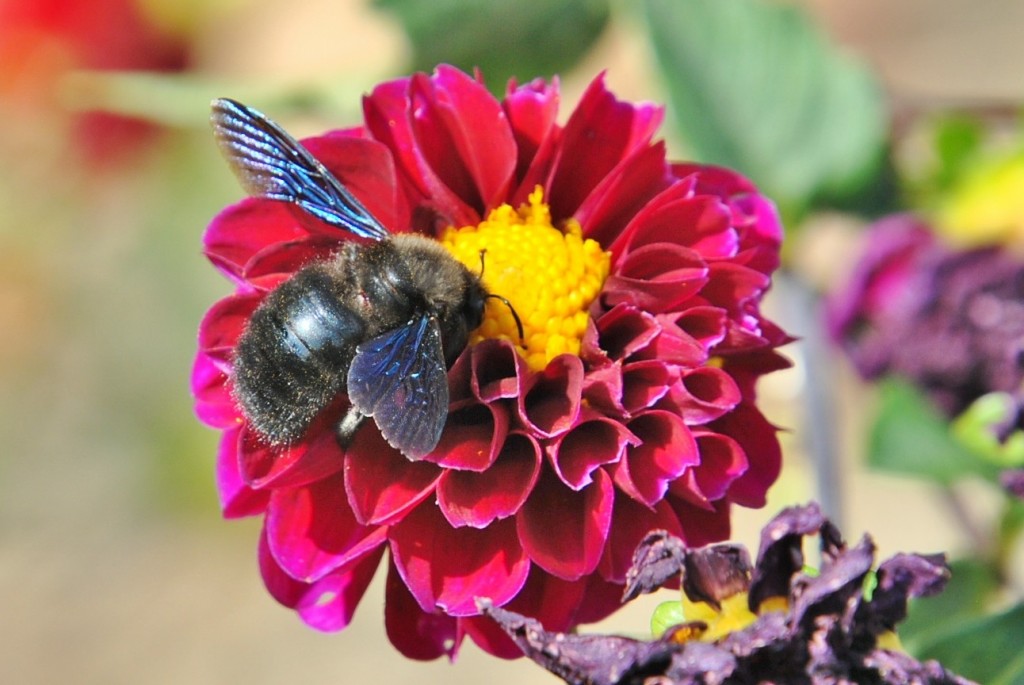 Foto: Bichito - Valverde de los Arroyos (Guadalajara), España