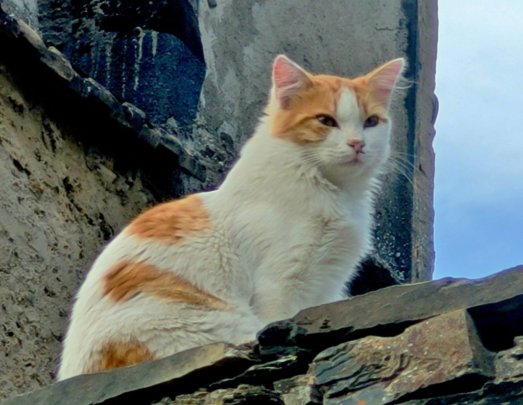 Foto: Gatito - Campillo de Ranas (Guadalajara), España