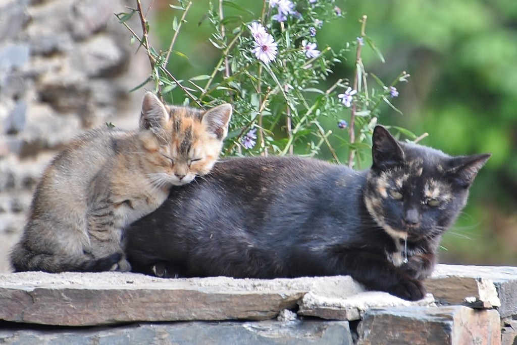Foto: Gatitos - Majaelrayo (Guadalajara), España