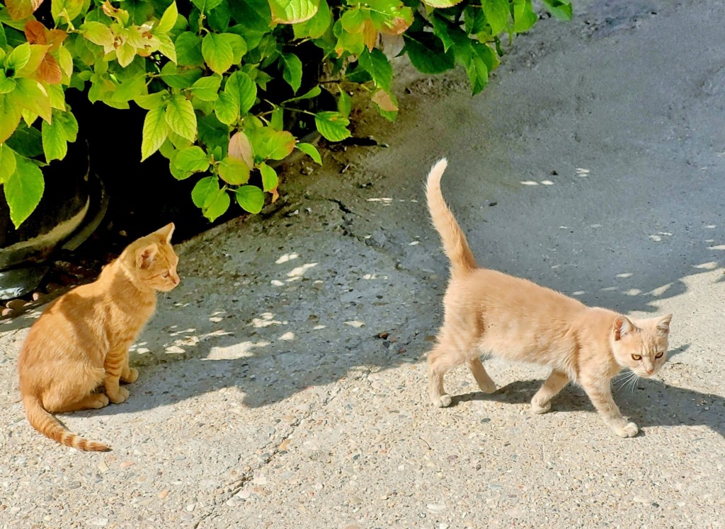Foto: Gatitos - Valverde de los Arroyos (Guadalajara), España