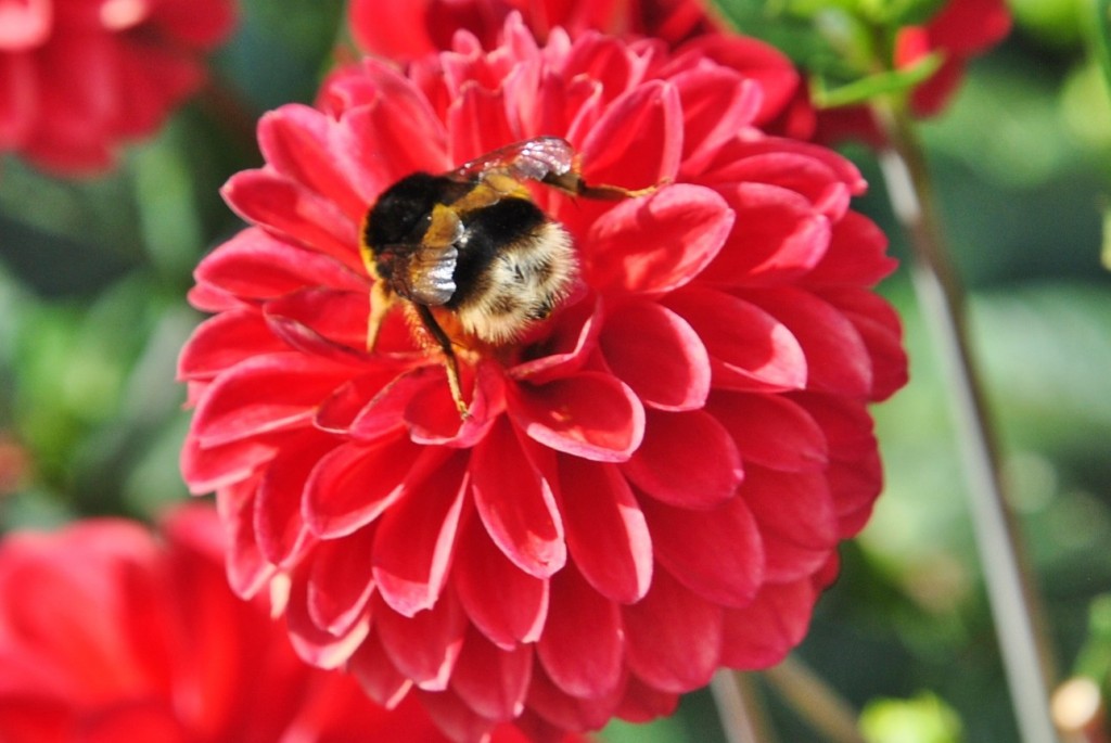 Foto: Bichito - Valverde de los Arroyos (Guadalajara), España