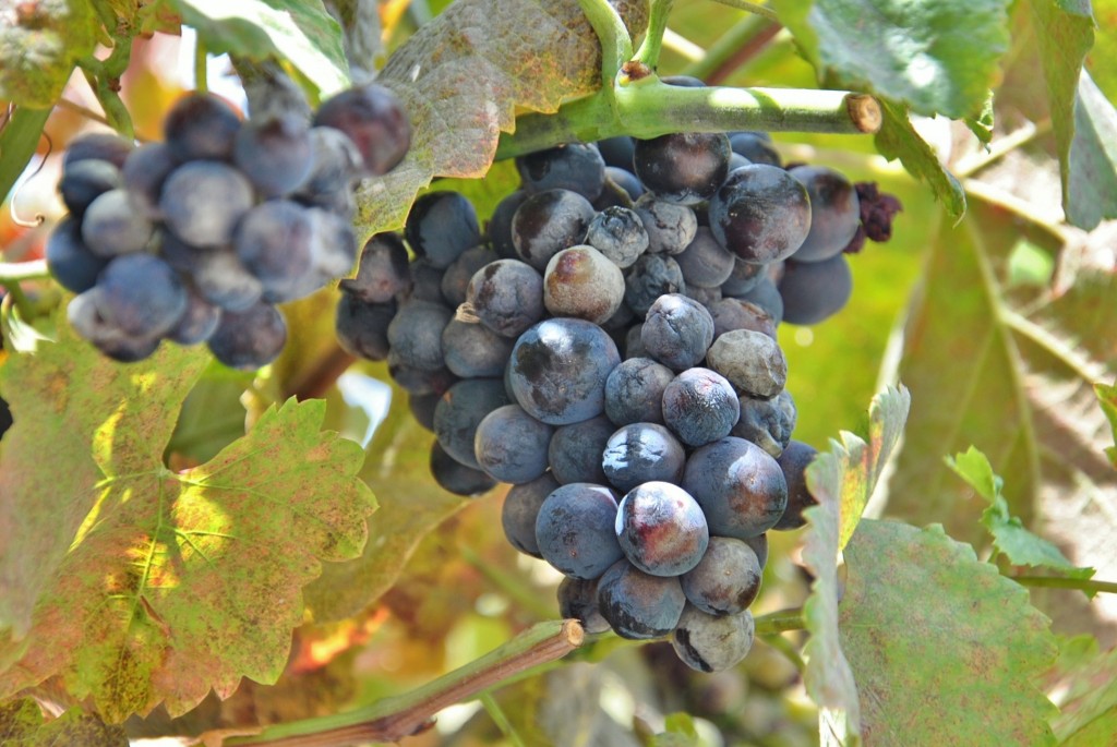 Foto: Centro histórico - Valverde de los Arroyos (Guadalajara), España