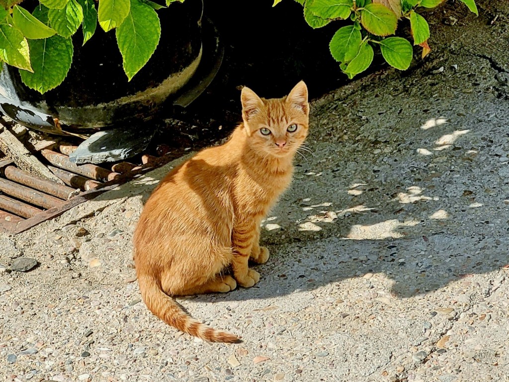 Foto: Gatito - Valverde de los Arroyos (Guadalajara), España