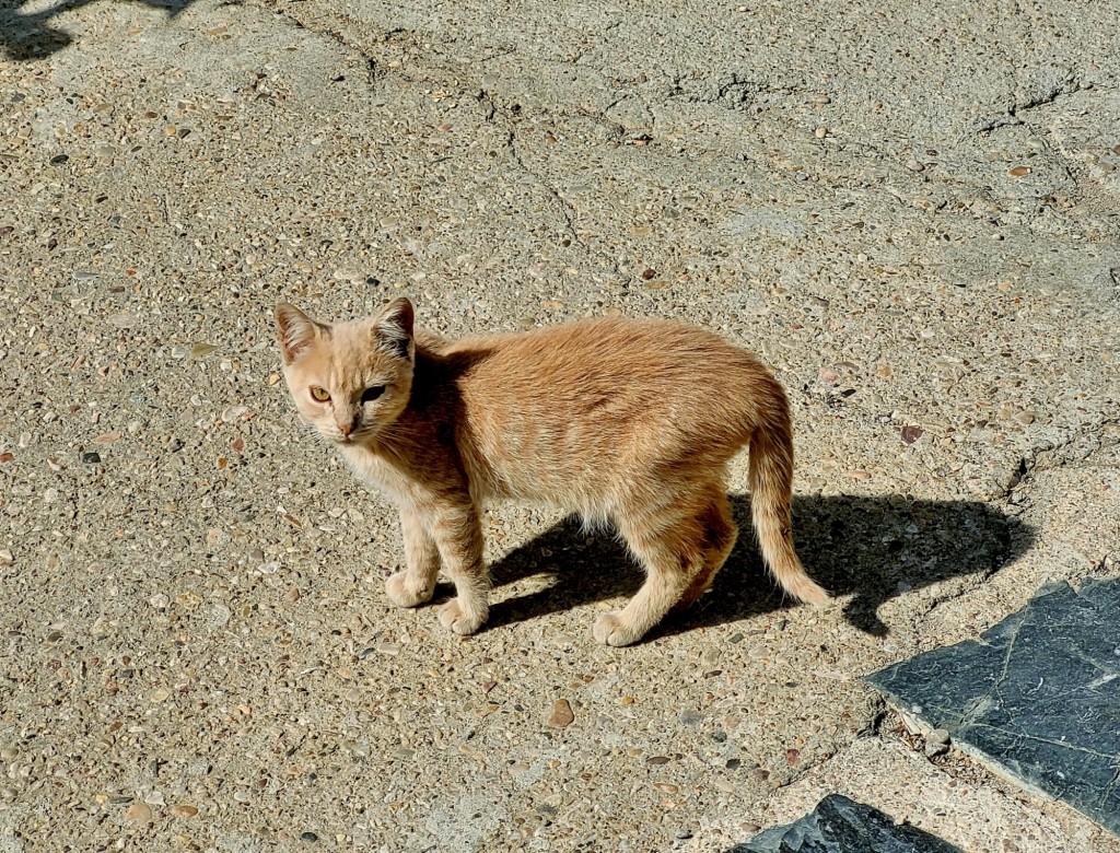 Foto: Gatito - Valverde de los Arroyos (Guadalajara), España