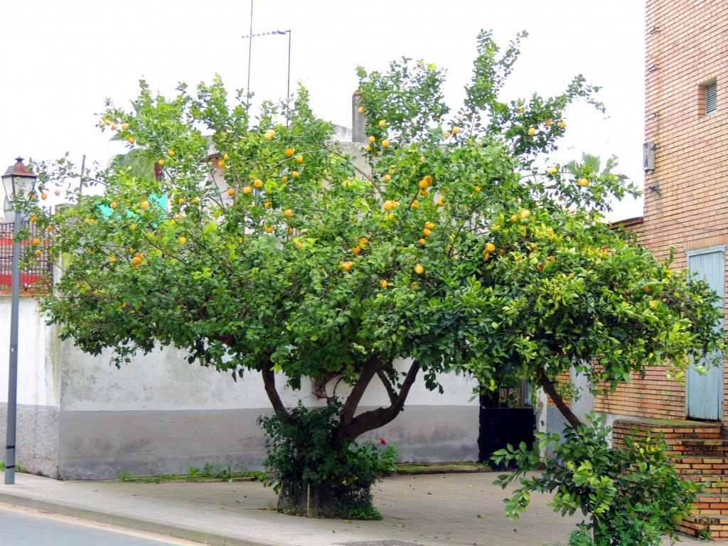 Foto: Limonero - Villanueva del Ariscal (Sevilla), España