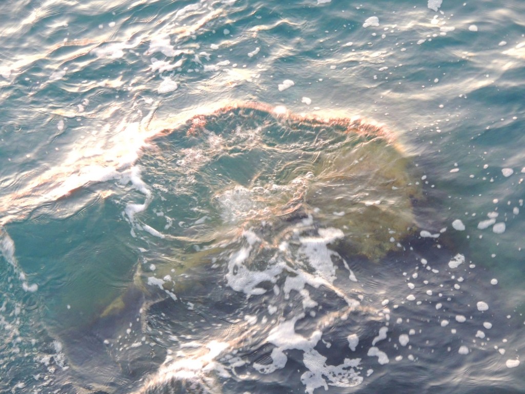 Foto: Un paseo por la alameda - Cádiz (Andalucía), España